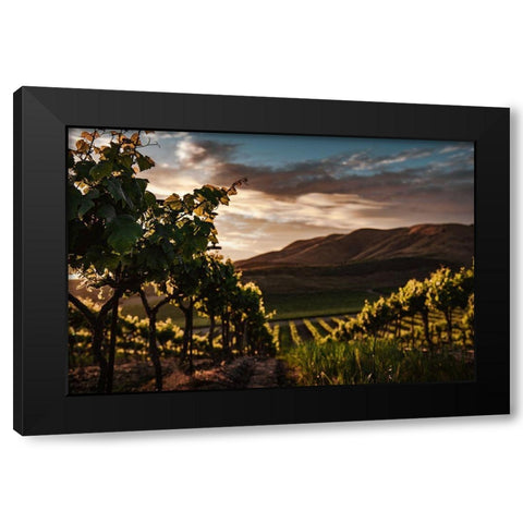 Vineyards Black Modern Wood Framed Art Print with Double Matting by Mossholder, Tim