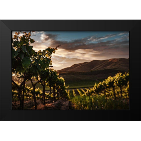 Vineyards Black Modern Wood Framed Art Print by Mossholder, Tim