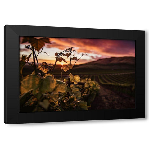 Vineyard at Sunset Black Modern Wood Framed Art Print with Double Matting by Mossholder, Tim