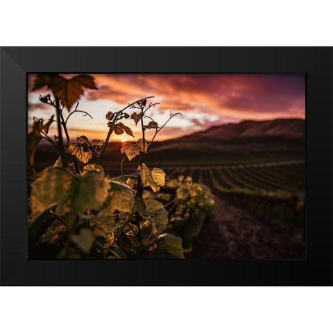 Vineyard at Sunset Black Modern Wood Framed Art Print by Mossholder, Tim