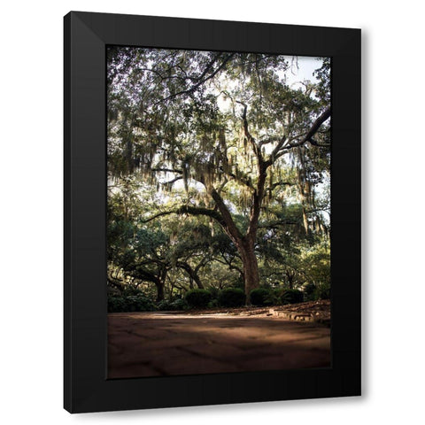 Oaks in Savannah Black Modern Wood Framed Art Print with Double Matting by Mossholder, Tim