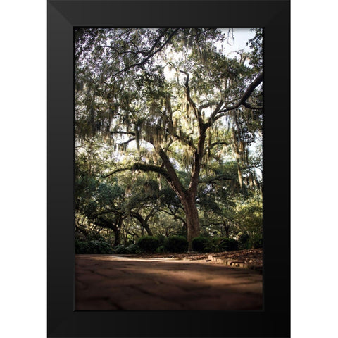 Oaks in Savannah Black Modern Wood Framed Art Print by Mossholder, Tim