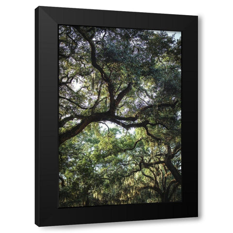 Oaks Black Modern Wood Framed Art Print by Mossholder, Tim
