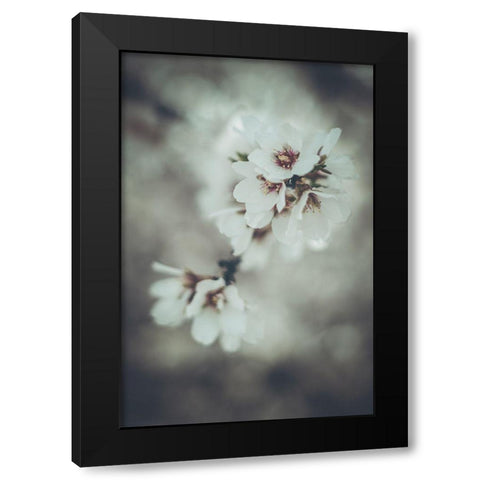Almond Blossoms Black Modern Wood Framed Art Print by Mossholder, Tim