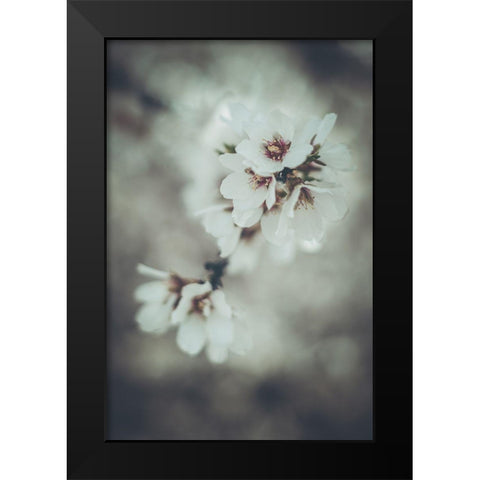 Almond Blossoms Black Modern Wood Framed Art Print by Mossholder, Tim