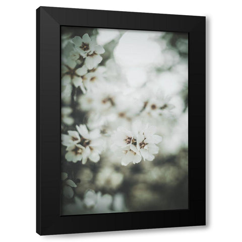 Almond Blossoms Black Modern Wood Framed Art Print with Double Matting by Mossholder, Tim