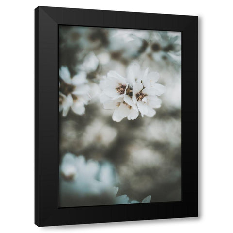 Almond Blossoms Black Modern Wood Framed Art Print by Mossholder, Tim