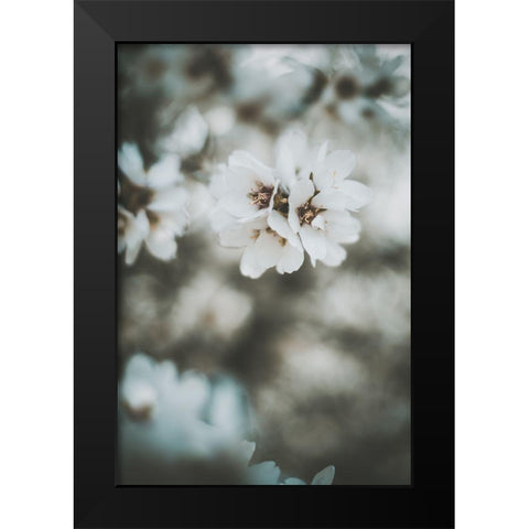 Almond Blossoms Black Modern Wood Framed Art Print by Mossholder, Tim