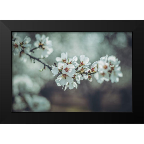 Almond Blossoms Black Modern Wood Framed Art Print by Mossholder, Tim