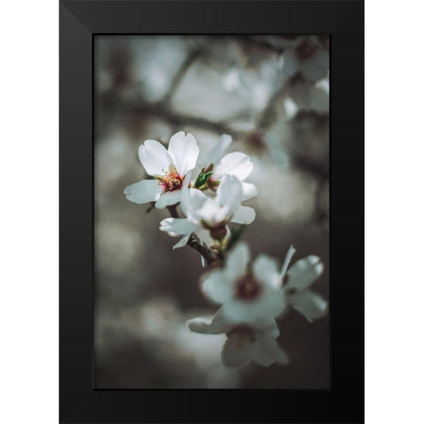 Almond Blossoms Black Modern Wood Framed Art Print by Mossholder, Tim