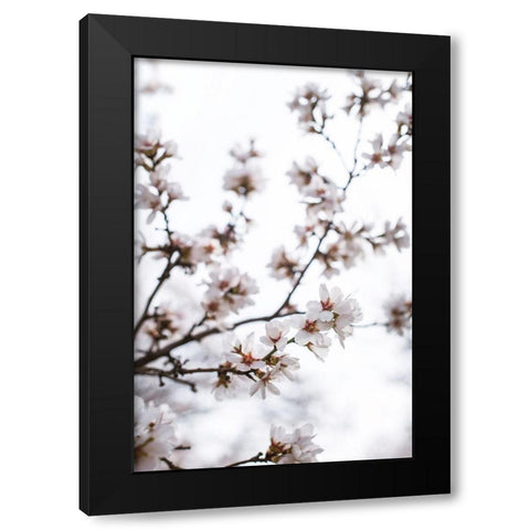 Almond Blossoms Black Modern Wood Framed Art Print with Double Matting by Mossholder, Tim