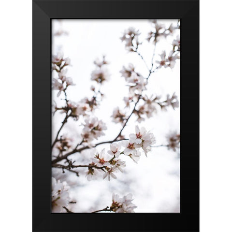 Almond Blossoms Black Modern Wood Framed Art Print by Mossholder, Tim