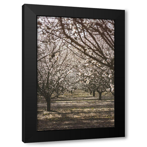 Almond Orchard Black Modern Wood Framed Art Print by Mossholder, Tim