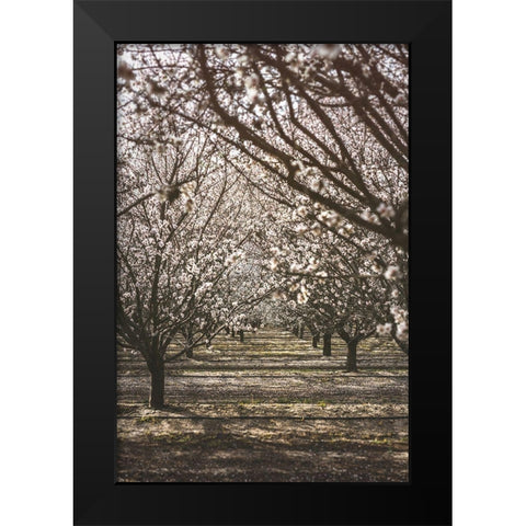 Almond Orchard Black Modern Wood Framed Art Print by Mossholder, Tim