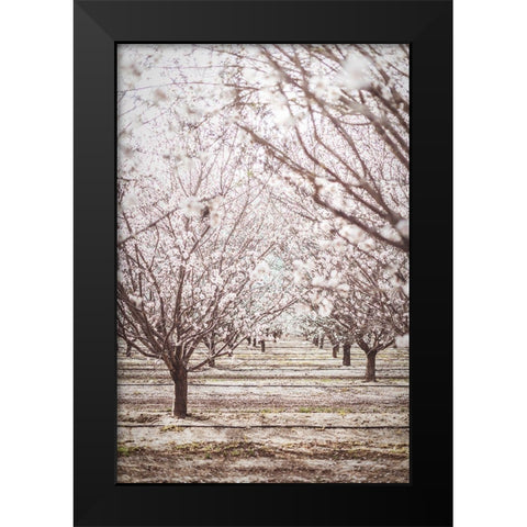 Almond Orchard Black Modern Wood Framed Art Print by Mossholder, Tim