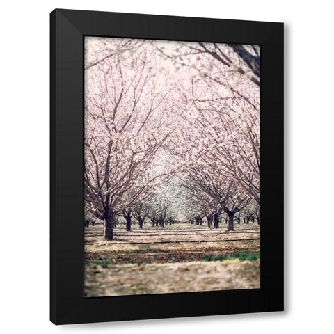 Almond Orchard Black Modern Wood Framed Art Print by Mossholder, Tim