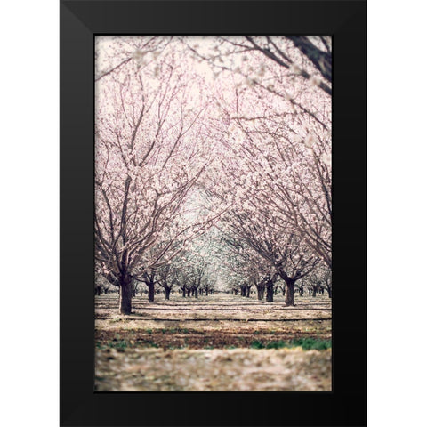 Almond Orchard Black Modern Wood Framed Art Print by Mossholder, Tim