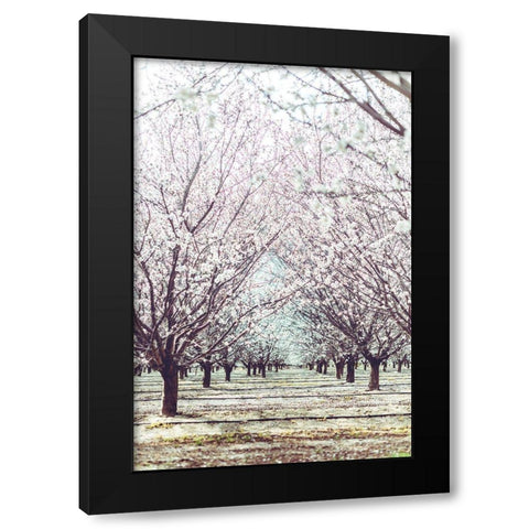 Almond Orchard Black Modern Wood Framed Art Print with Double Matting by Mossholder, Tim