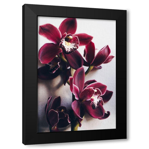 Red Cymbidium Orchid Black Modern Wood Framed Art Print by Sawall, Anastasia