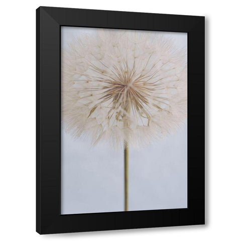 Delicate Dandelion Black Modern Wood Framed Art Print by Sawall, Anastasia