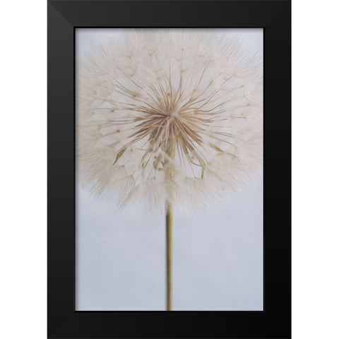 Delicate Dandelion Black Modern Wood Framed Art Print by Sawall, Anastasia