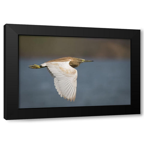 Wings Black Modern Wood Framed Art Print by Zaeitar, Ahmed