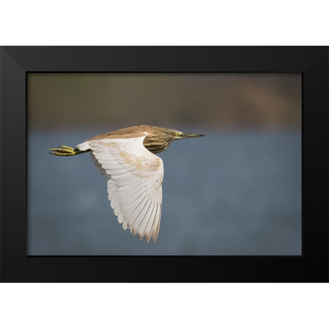 Wings Black Modern Wood Framed Art Print by Zaeitar, Ahmed