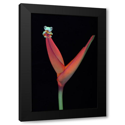 Lemur Tree Frog on a Tropical Stem Black Modern Wood Framed Art Print by D Lester, Linda
