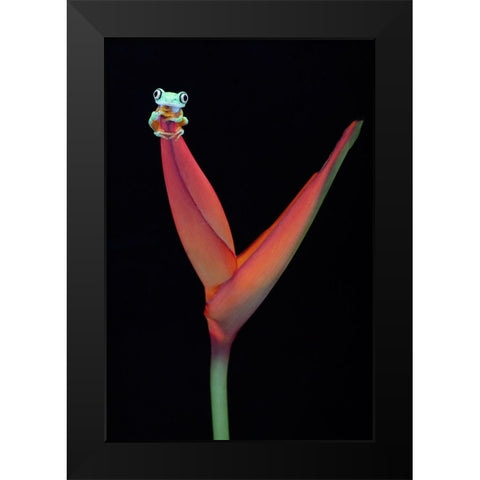 Lemur Tree Frog on a Tropical Stem Black Modern Wood Framed Art Print by D Lester, Linda
