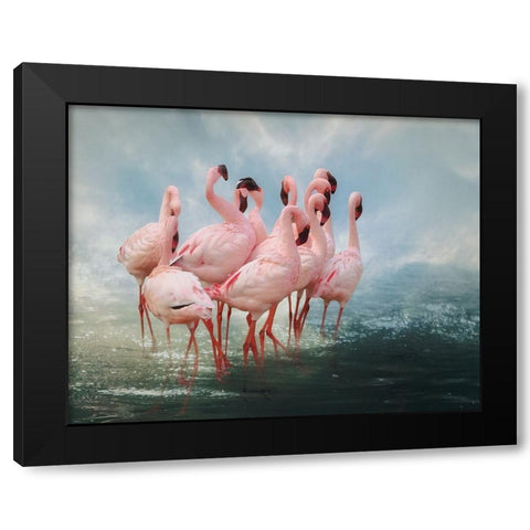 Lesser Flamingo Summit Black Modern Wood Framed Art Print by Wisniowska, Krystina