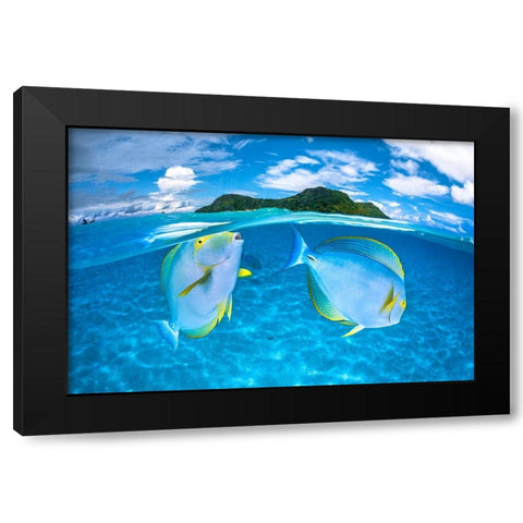 Dussumiers surgeonfish Black Modern Wood Framed Art Print with Double Matting by Gabriel, Barathieu