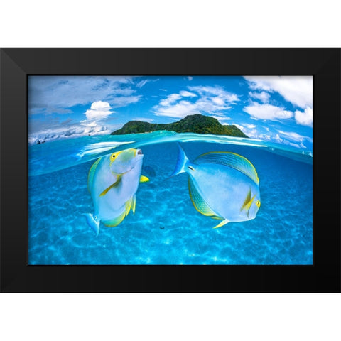 Dussumiers surgeonfish Black Modern Wood Framed Art Print by Gabriel, Barathieu