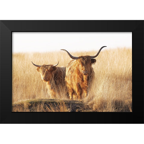 Young and old Highlander Black Modern Wood Framed Art Print by Van Den, Jaap