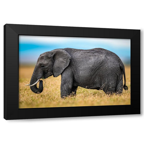 Elephant Black Modern Wood Framed Art Print by Elsheshtawy, Ahmed