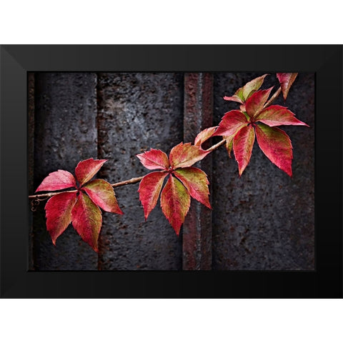 Fall Colors Black Modern Wood Framed Art Print by Del Santo, Francesco