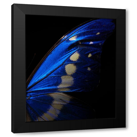 Morpho Black Modern Wood Framed Art Print by Miyake, Shiro