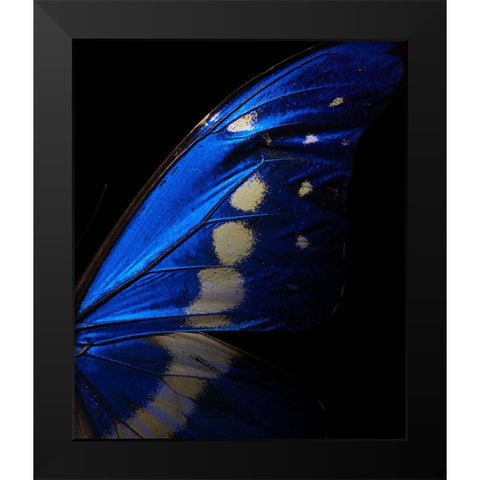 Morpho Black Modern Wood Framed Art Print by Miyake, Shiro