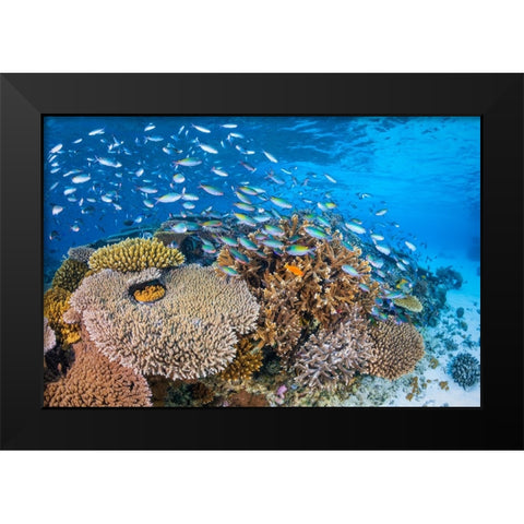 Maji Islet Reef Black Modern Wood Framed Art Print by Gabriel, Barathieu