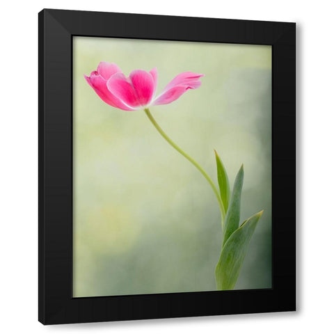 Spring Tulip Black Modern Wood Framed Art Print with Double Matting by D Lester, Linda