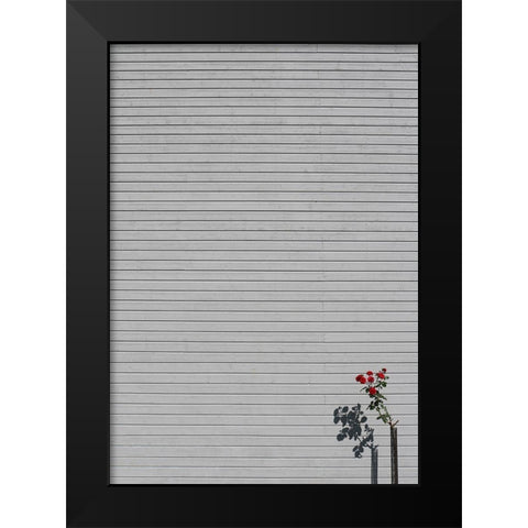 SIngle rose Black Modern Wood Framed Art Print by Cederberg, Marcus