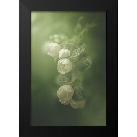Jasmine Black Modern Wood Framed Art Print by Zvinakeviciute, Kristina