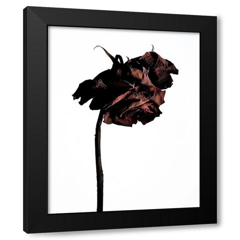 Dried Flower Black Modern Wood Framed Art Print by Miyake, Shiro