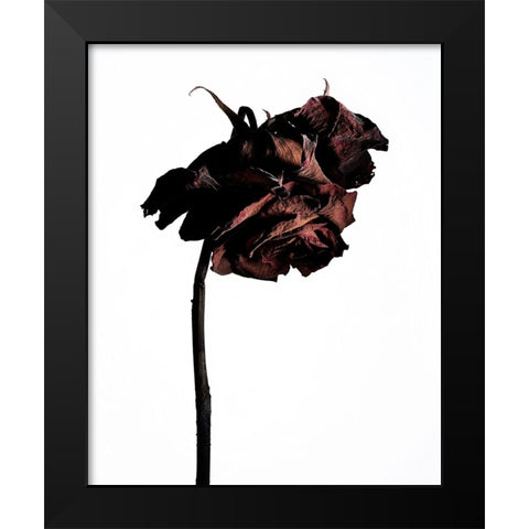 Dried Flower Black Modern Wood Framed Art Print by Miyake, Shiro