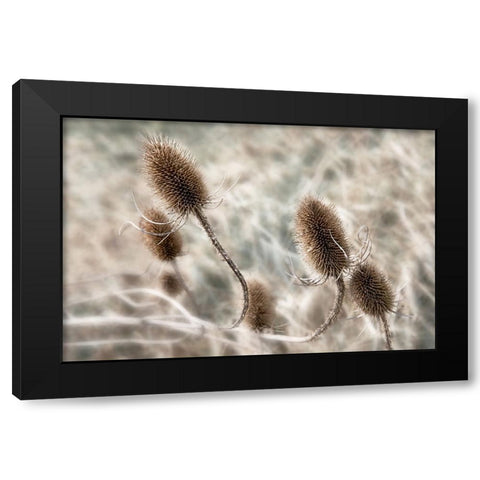 Do not touch me... Black Modern Wood Framed Art Print by Claes, Gilbert