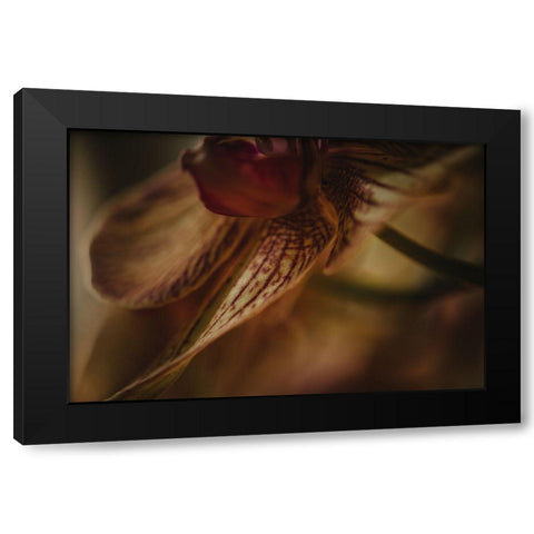 Botanical Series - Orchid 1/2 Black Modern Wood Framed Art Print with Double Matting by Elijas, Eva