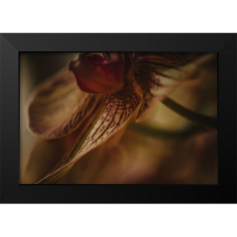 Botanical Series - Orchid 1/2 Black Modern Wood Framed Art Print by Elijas, Eva