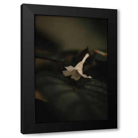 Botanical Series - White Blossom Black Modern Wood Framed Art Print with Double Matting by Elijas, Eva