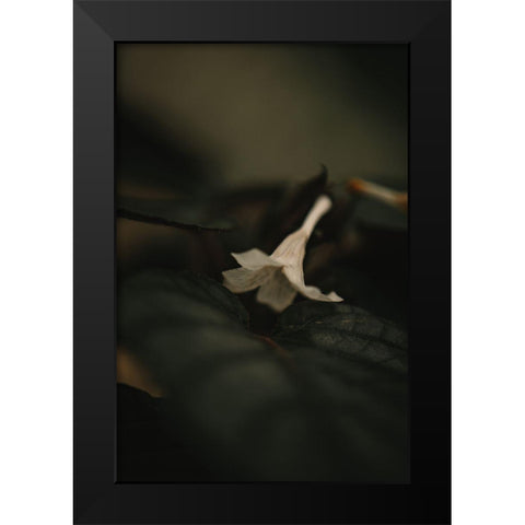 Botanical Series - White Blossom Black Modern Wood Framed Art Print by Elijas, Eva