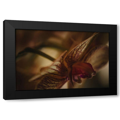 Botanical Series - Orchid 2/2 Black Modern Wood Framed Art Print by Elijas, Eva