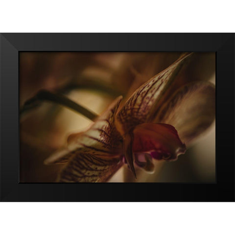 Botanical Series - Orchid 2/2 Black Modern Wood Framed Art Print by Elijas, Eva